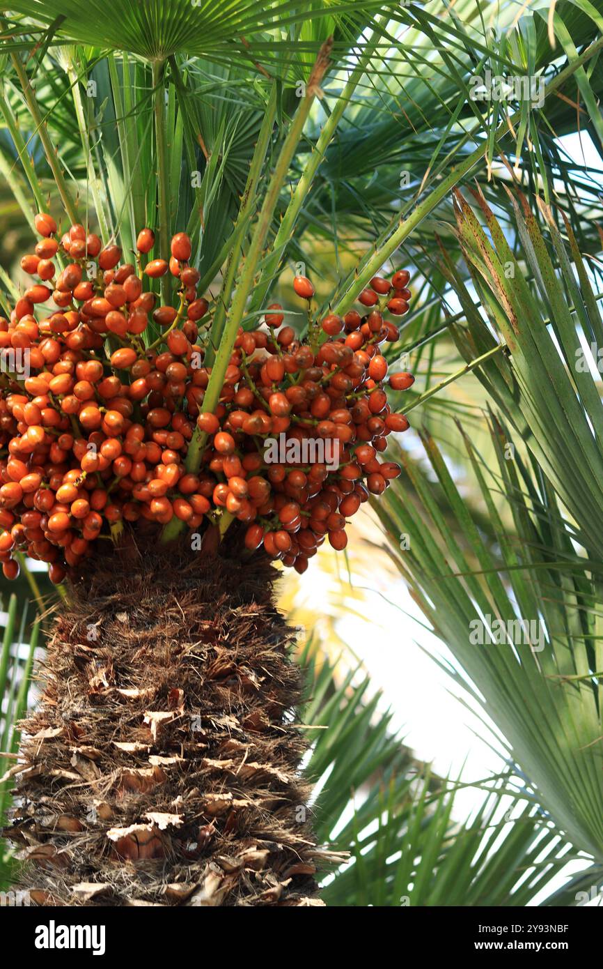 Palmier éventail nain fructifiant. Gros plan du palmier à éventail par une journée ensoleillée. Arbre exotique tropical, gros plan. Branche de palmier avec des fruits en gros plan. Arrière-plan de l'usine. Cham Banque D'Images