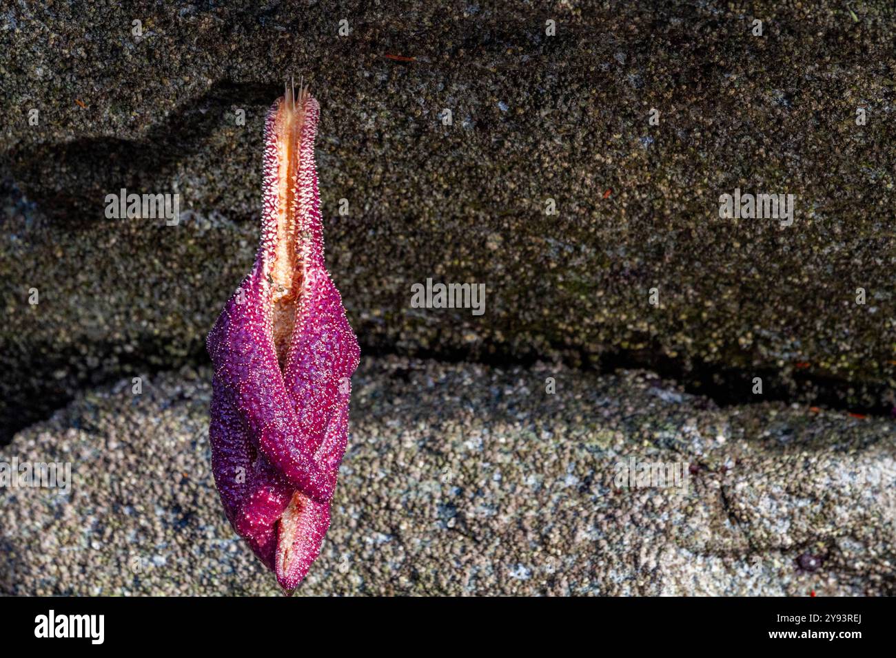 Étoile de mer bloquée par la marée basse dans le parc marin provincial Jackson Pass, Colombie-Britannique, Canada, Amérique du Nord Banque D'Images