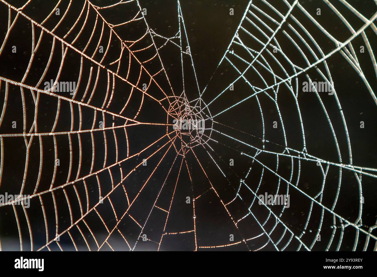 Une toile d'araignée dans la brume matinale, Prince Rupert, Colombie-Britannique, Canada, Amérique du Nord Banque D'Images