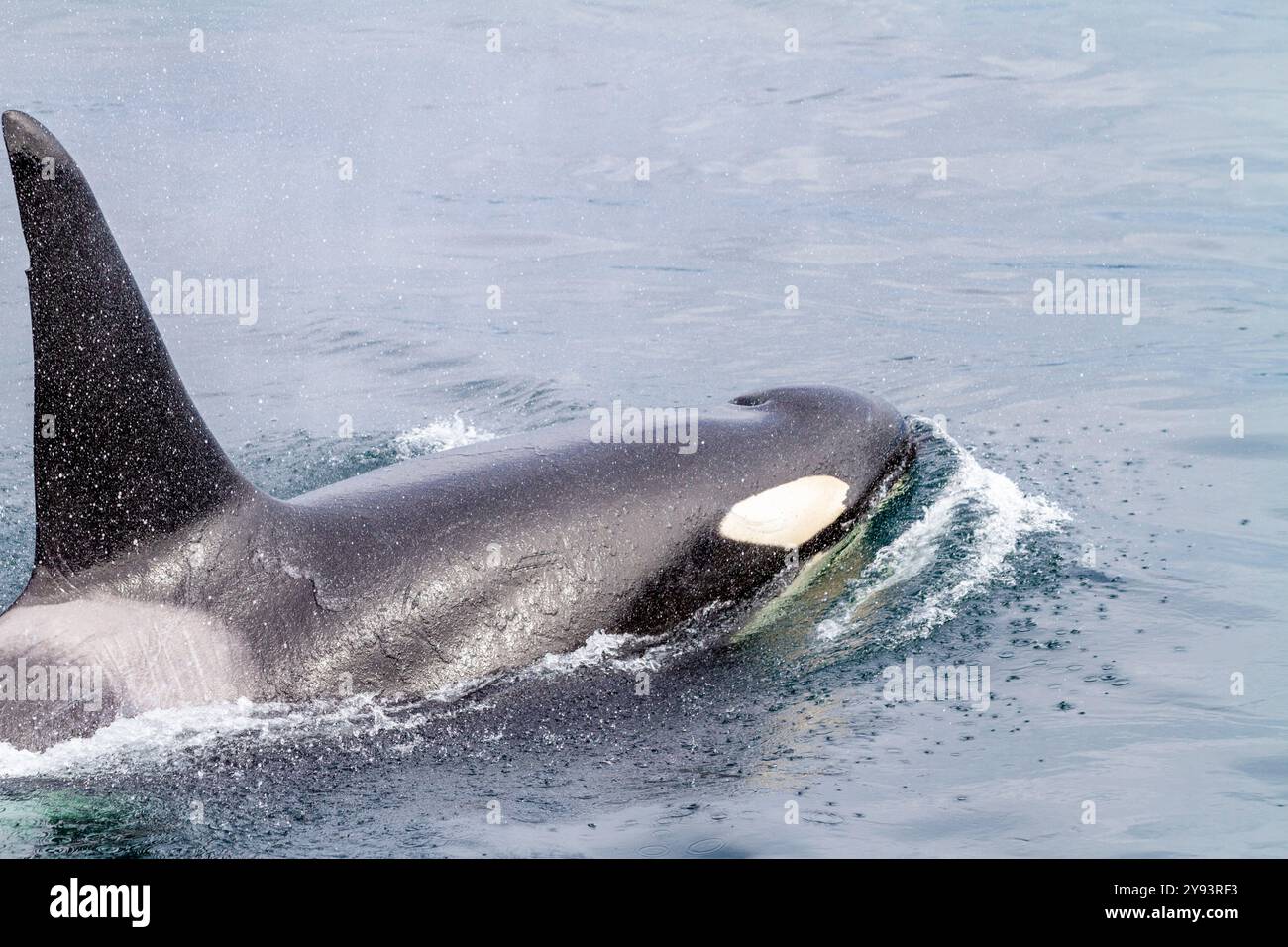 Un épaulard à taureau adulte (Orcinus Orca) faisant surface dans le détroit de Johnstone, Colombie-Britannique, Canada, océan Pacifique, Amérique du Nord Banque D'Images Un épaulard à taureau adulte (Orcinus Orca) faisant surface dans le détroit de Johnstone, Colombie-Britannique, Canada, océan Pacifique, Amérique du Nord Banque D'Images