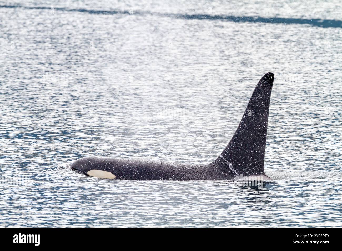 Un épaulard à taureau adulte (Orcinus Orca) faisant surface dans le détroit de Johnstone, Colombie-Britannique, Canada, océan Pacifique, Amérique du Nord Banque D'Images