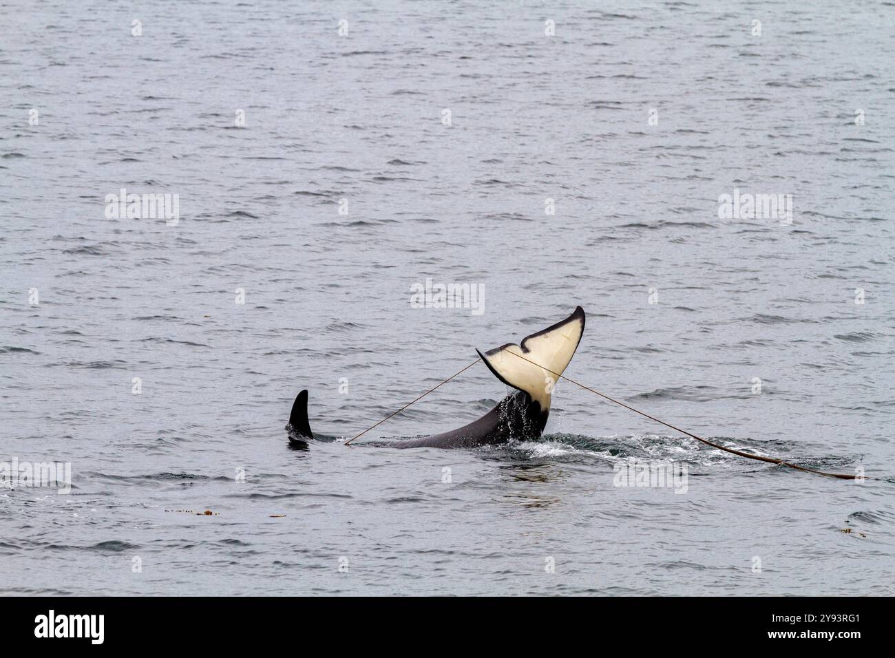 Épaulard adulte (Orcinus Orca) faisant surface de varech sur ses douves dans le détroit de Chatham, sud-est de l'Alaska, États-Unis d'Amérique, océan Pacifique Banque D'Images