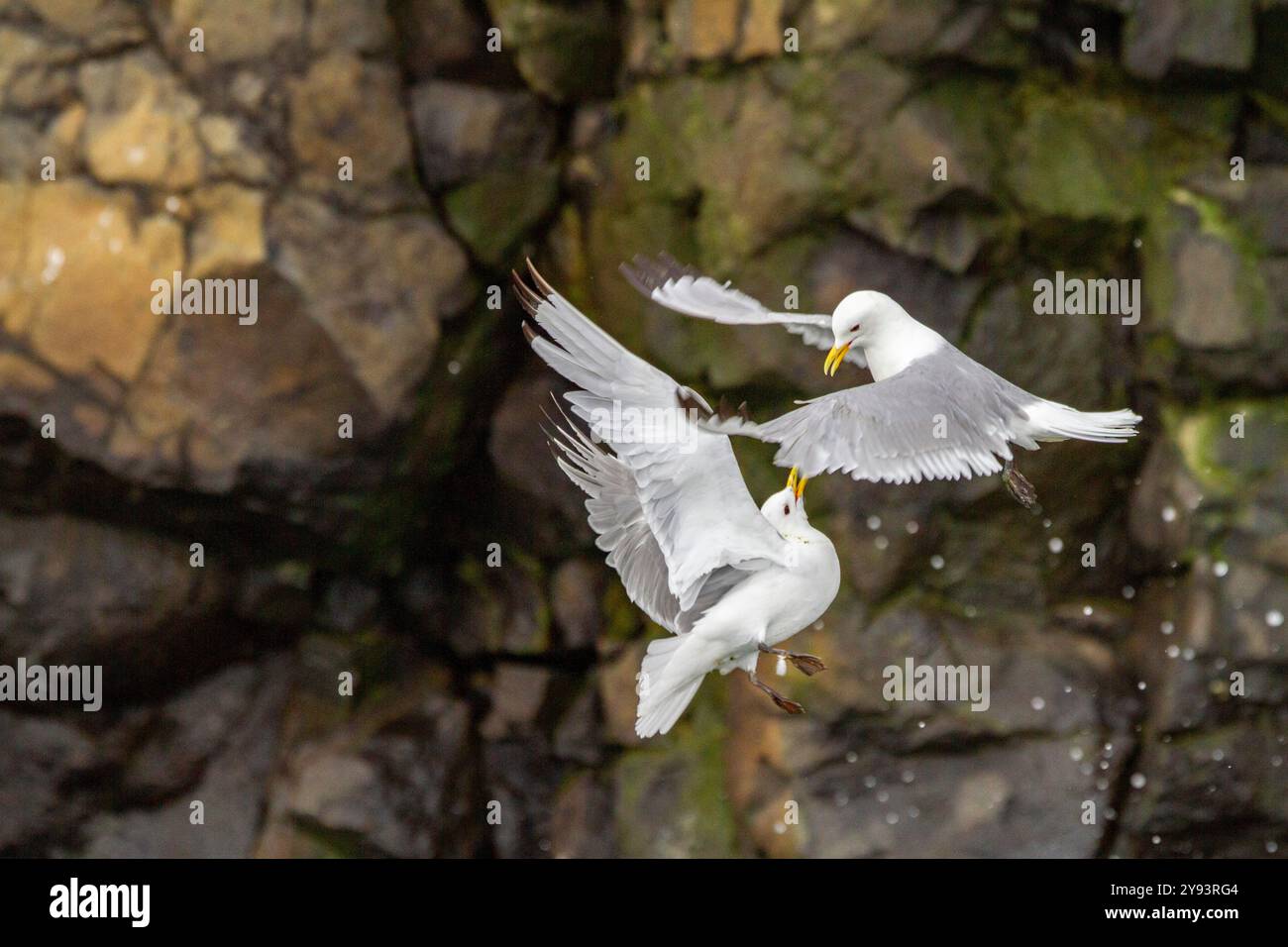 Kittiwake adulte à pattes noires (Rissa tridactyla) en combat aérien contre un autre Kittiwake près de l'île Alexander, Russie, Eurasie Banque D'Images