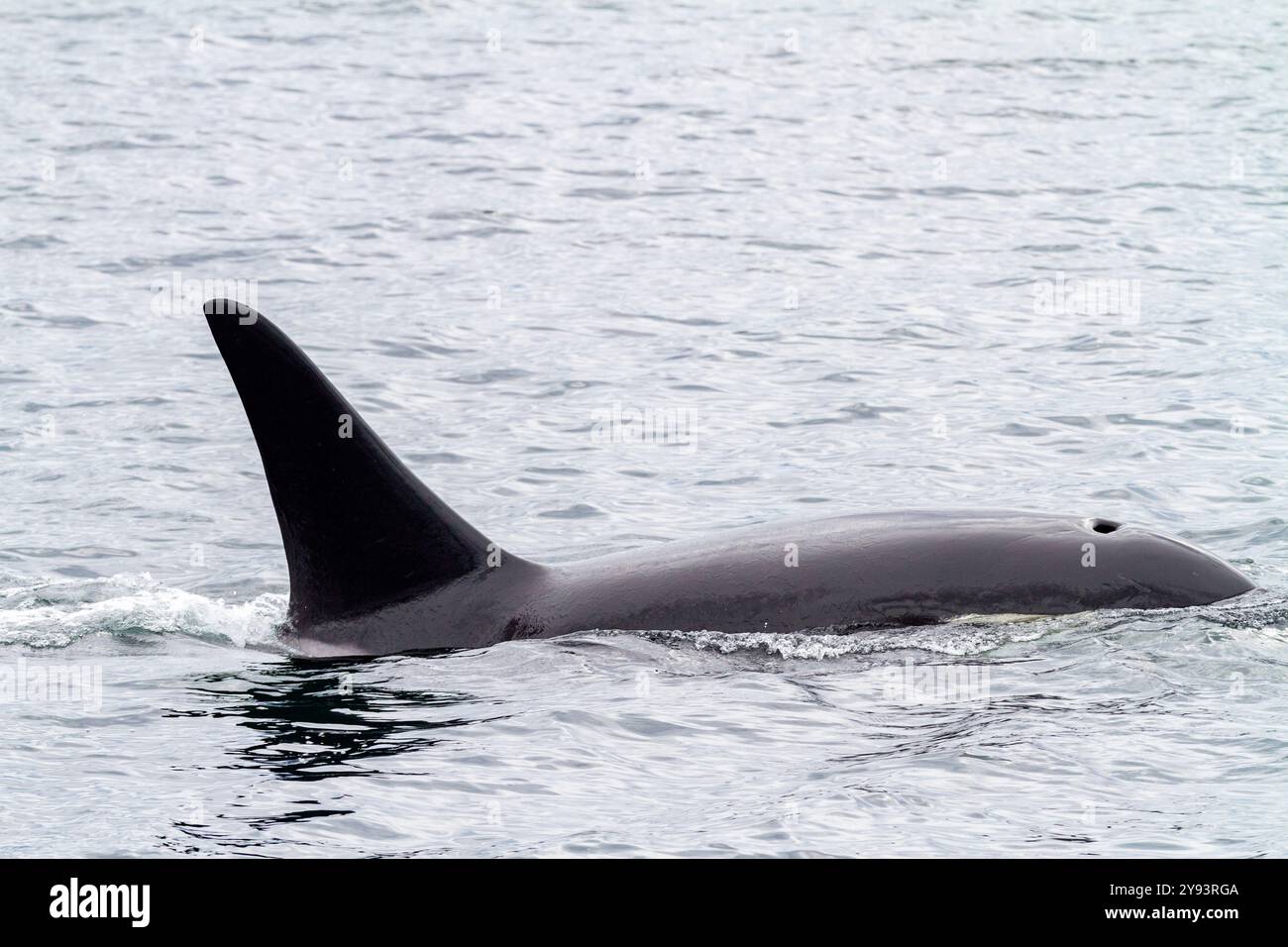 Orque-taureau adulte (Orcinus Orca) faisant surface dans le détroit de Chatham, sud-est de l'Alaska, États-Unis d'Amérique, océan Pacifique, Amérique du Nord Banque D'Images