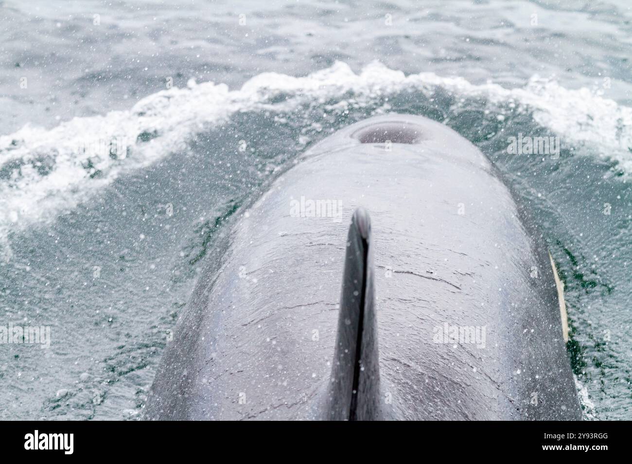 Épaulard femelle adulte (Orcinus Orca) faisant surface dans le détroit de Chatham, dans le sud-est de l'Alaska, aux États-Unis d'Amérique, dans l'océan Pacifique, en Amérique du Nord Banque D'Images