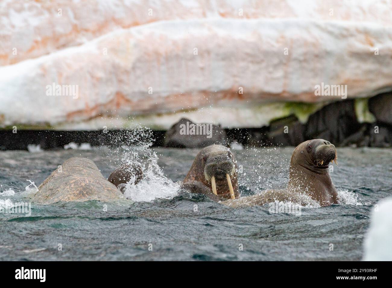 Curieux morse (Odobenus rosmarus rosmarus) près de l'île Apollon en Terre François-Joseph, Russie, Océan Arctique, Eurasie Banque D'Images