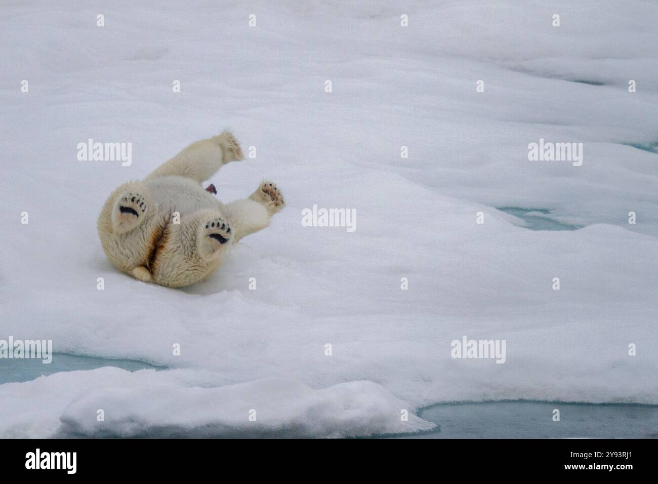 Ours polaire femelle adulte (Ursus maritimus) roulant dans la neige pour nettoyer sa fourrure sur des banquises pluriannuelles en Terre Franz Josef, Russie, Eurasie Banque D'Images