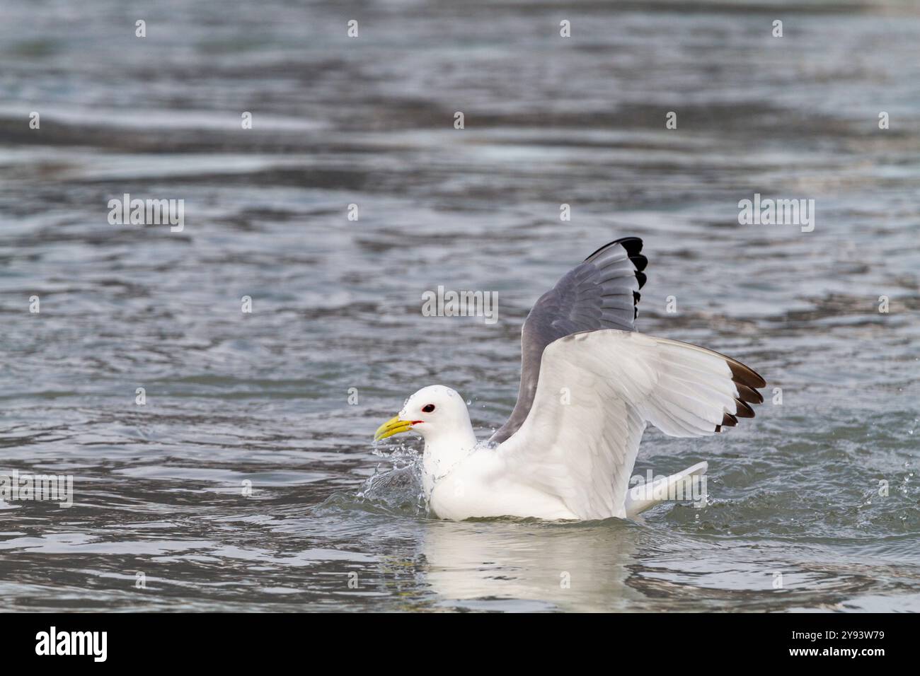 Kittiwakes adultes à pattes noires (Rissa tridactyla) se nourrissant à la base d'un glacier dans l'archipel du Svalbard, Norvège, Arctique, Europe Banque D'Images Kittiwakes adultes à pattes noires (Rissa tridactyla) se nourrissant à la base d'un glacier dans l'archipel du Svalbard, Norvège, Arctique, Europe Banque D'Images