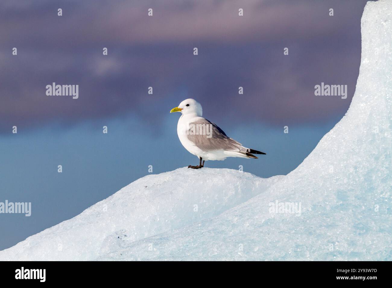 Kittiwakes adultes à pattes noires (Rissa tridactyla) reposant sur la glace dans l'archipel du Svalbard, mer de Barents, Norvège, Arctique, Europe Banque D'Images