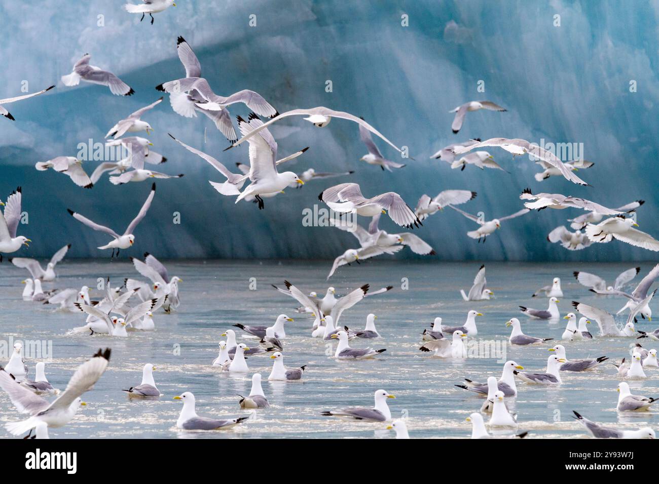 Kittiwakes adultes à pattes noires (Rissa tridactyla) se nourrissant à la base d'un glacier dans l'archipel du Svalbard, Norvège, Arctique, Europe Banque D'Images Kittiwakes adultes à pattes noires (Rissa tridactyla) se nourrissant à la base d'un glacier dans l'archipel du Svalbard, Norvège, Arctique, Europe Banque D'Images