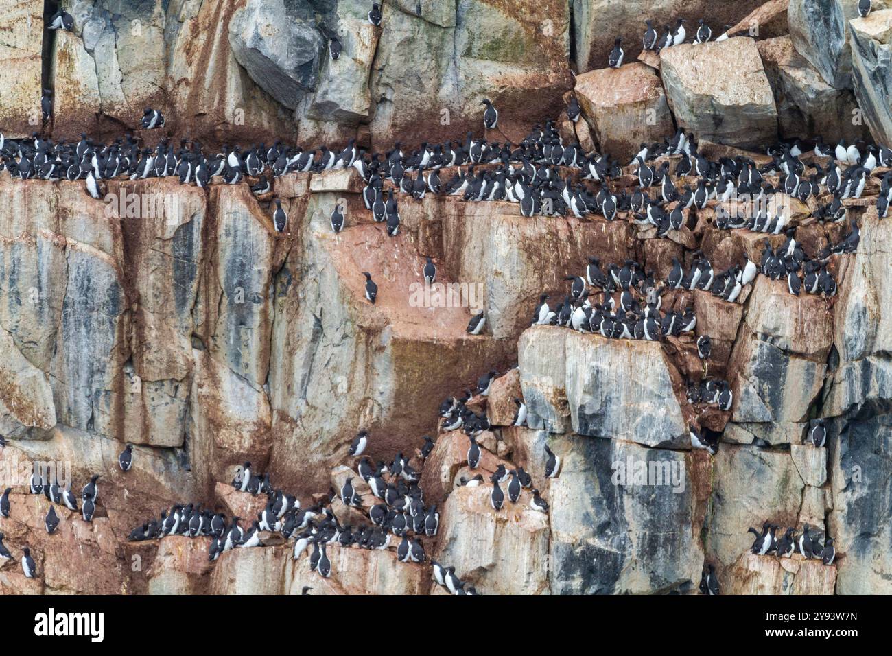 Site de reproduction et de nidification des guillemots de Brunnich (Uria lomvia) au cap Fanshawe dans l'archipel du Svalbard, Norvège, Arctique, Europe Banque D'Images Site de reproduction et de nidification des guillemots de Brunnich (Uria lomvia) au cap Fanshawe dans l'archipel du Svalbard, Norvège, Arctique, Europe Banque D'Images