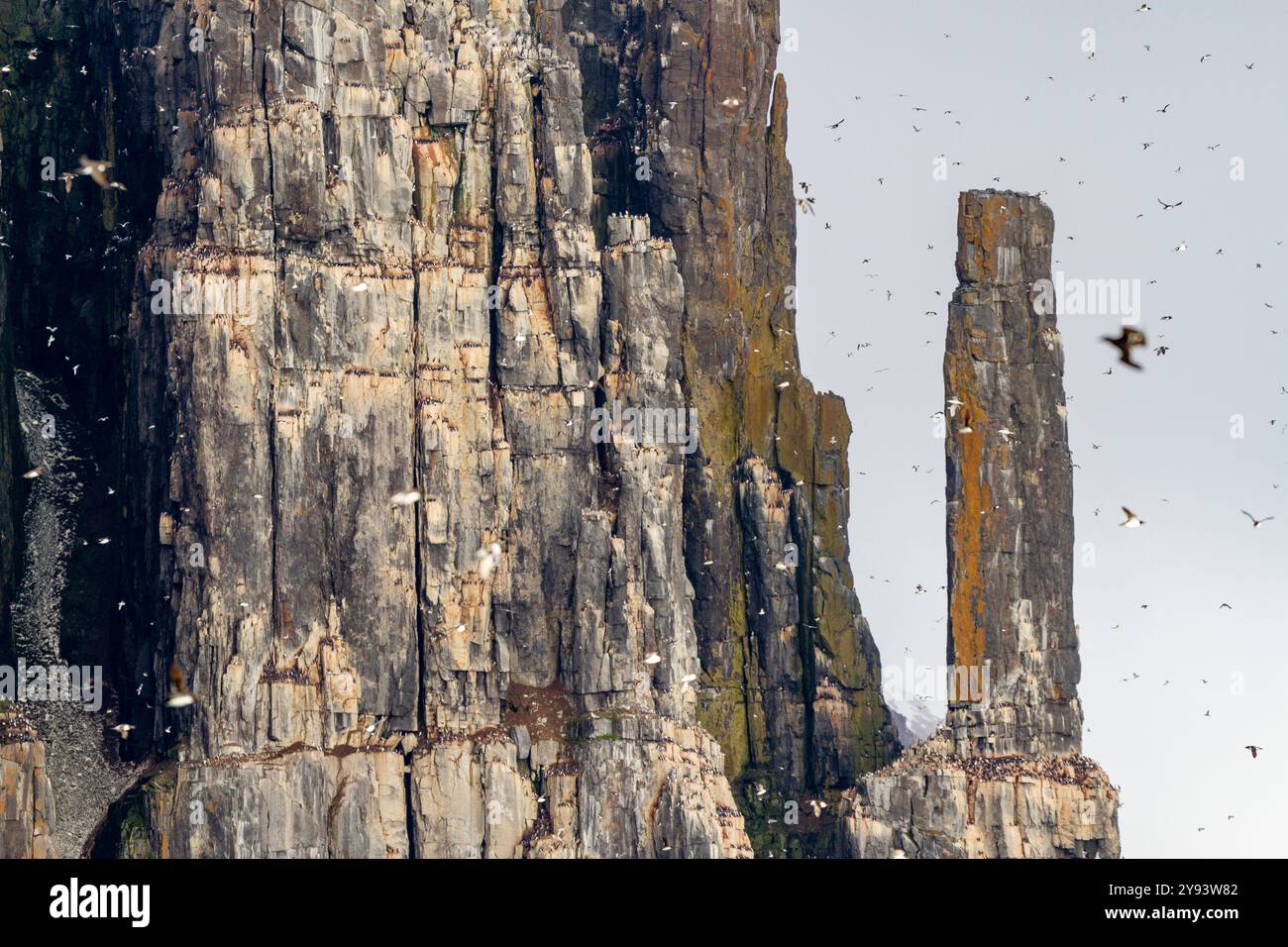 Site de reproduction et de nidification des guillemots de Brunnich (Uria lomvia) au cap Fanshawe dans l'archipel du Svalbard, Norvège, Arctique, Europe Banque D'Images Site de reproduction et de nidification des guillemots de Brunnich (Uria lomvia) au cap Fanshawe dans l'archipel du Svalbard, Norvège, Arctique, Europe Banque D'Images