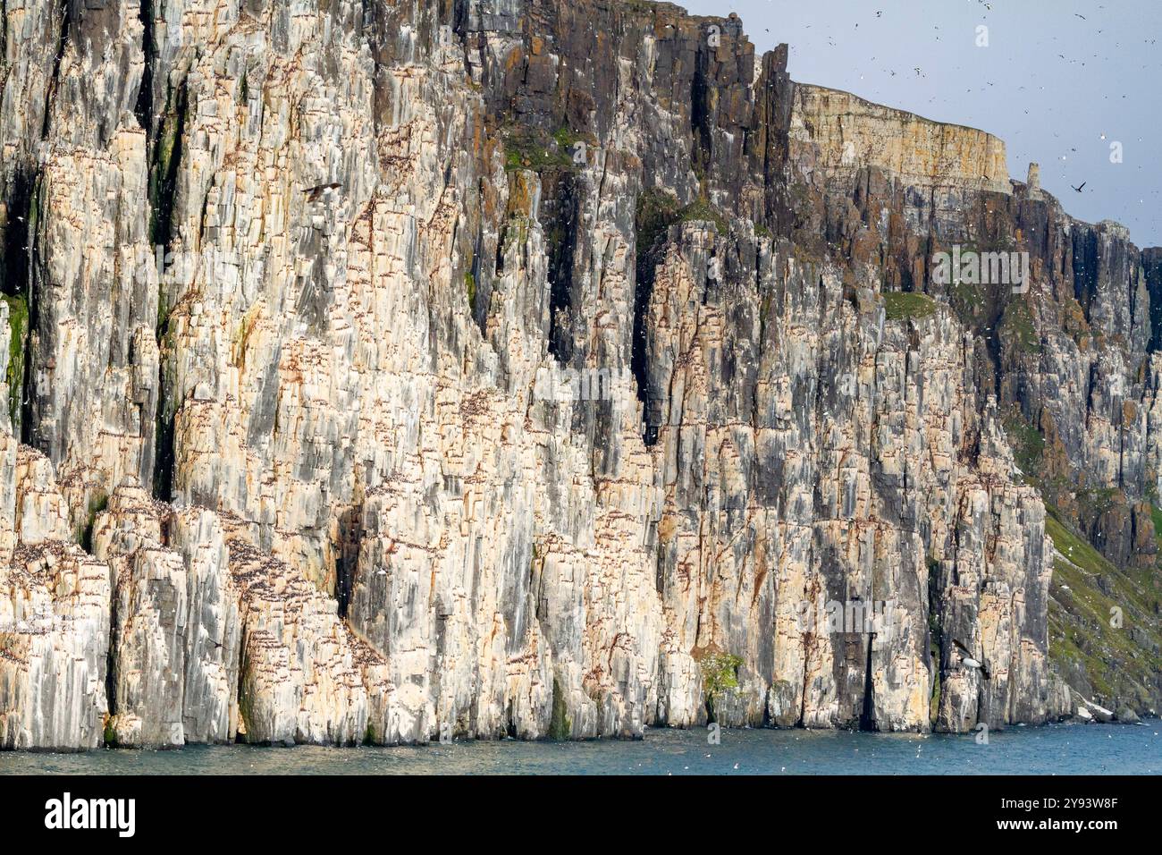 Site de reproduction et de nidification des guillemots de Brunnich (Uria lomvia) au cap Fanshawe dans l'archipel du Svalbard, Norvège, Arctique, Europe Banque D'Images
