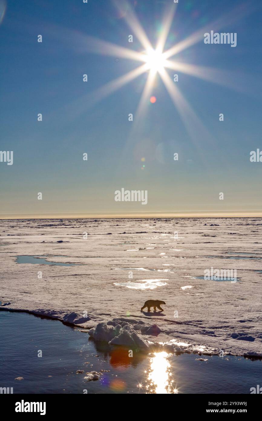 Un ours polaire adulte (Ursus maritimus) sur une banquise sous un soleil éclate dans l'archipel du Svalbard, Norvège, Arctique, Europe Banque D'Images