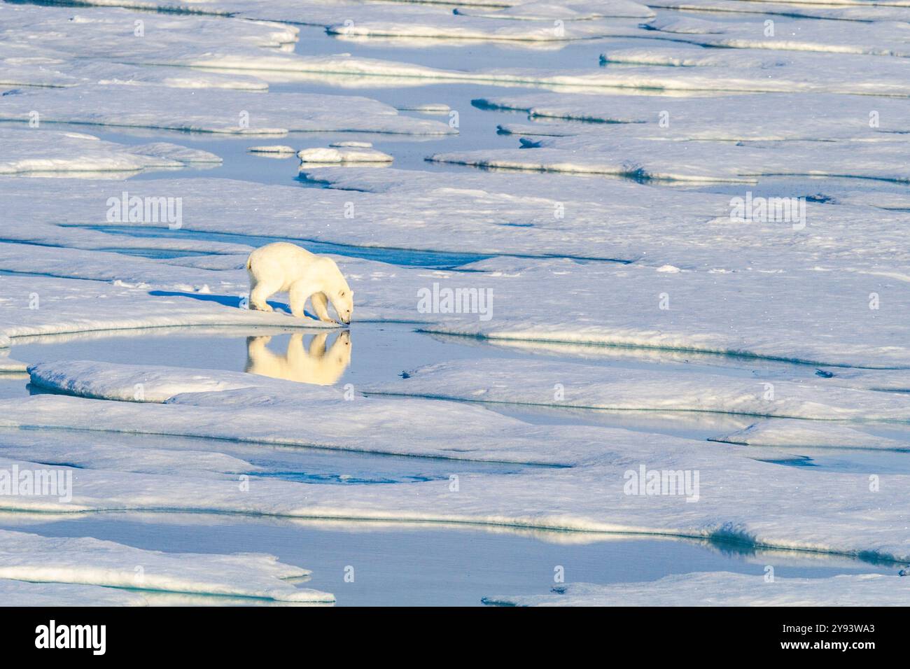 Ours polaire adulte (Ursus maritimus) voyageant d'une banquise à l'autre dans l'archipel du Svalbard, Norvège, Arctique, Europe Banque D'Images