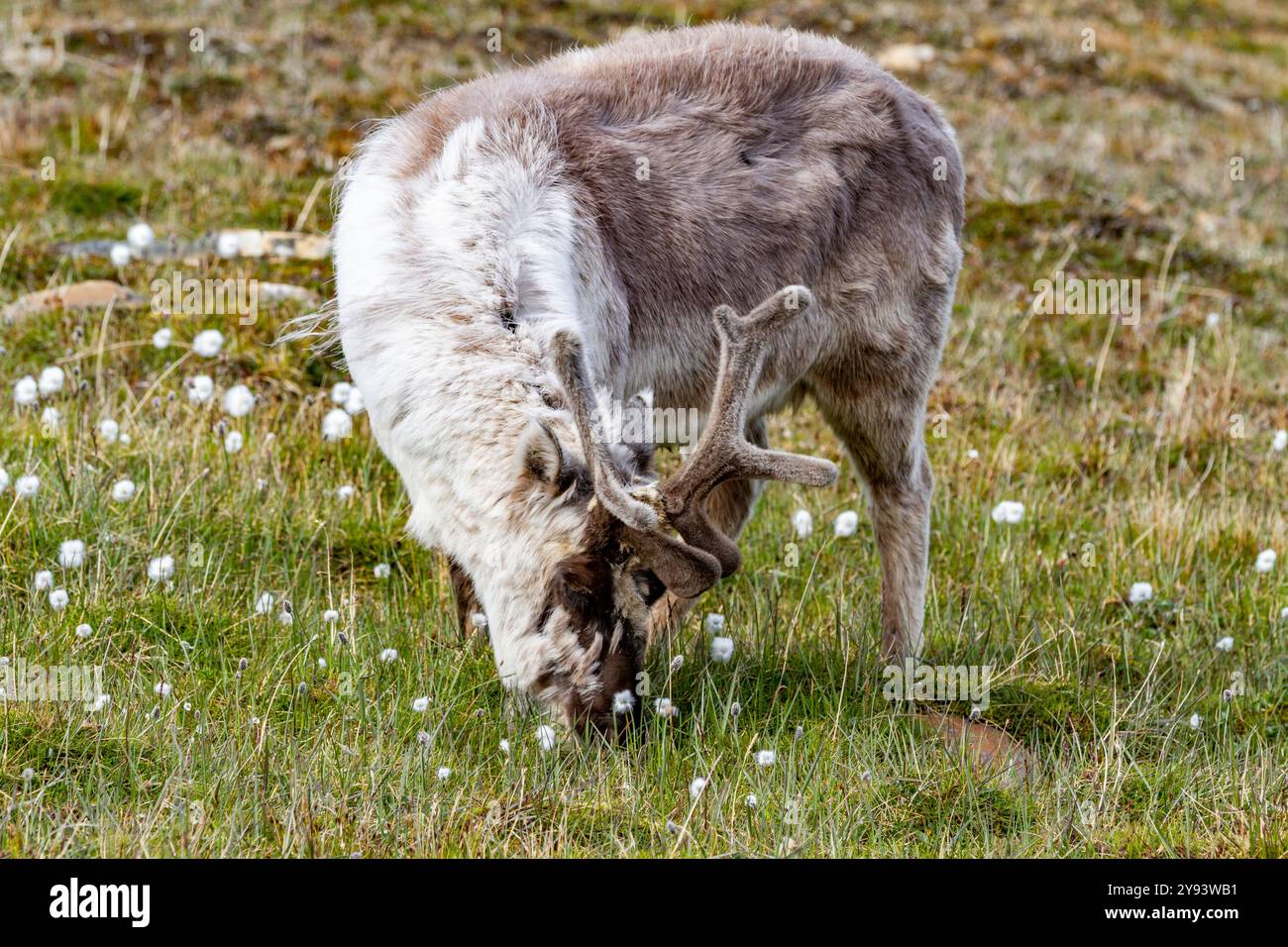 Rennes adultes du Svalbard (Rangifer tarandus platyrhynchus) broutant dans les limites de la ville de Longyearbyen, Spitzberg, Svalbard, Norvège, Arctique Banque D'Images