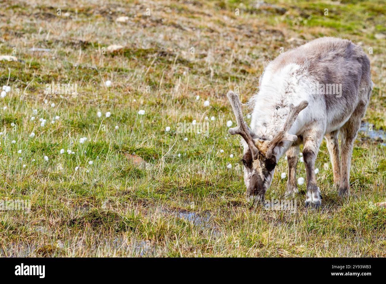 Rennes adultes du Svalbard (Rangifer tarandus platyrhynchus) broutant dans les limites de la ville de Longyearbyen, Spitzberg, Svalbard, Norvège, Arctique Banque D'Images