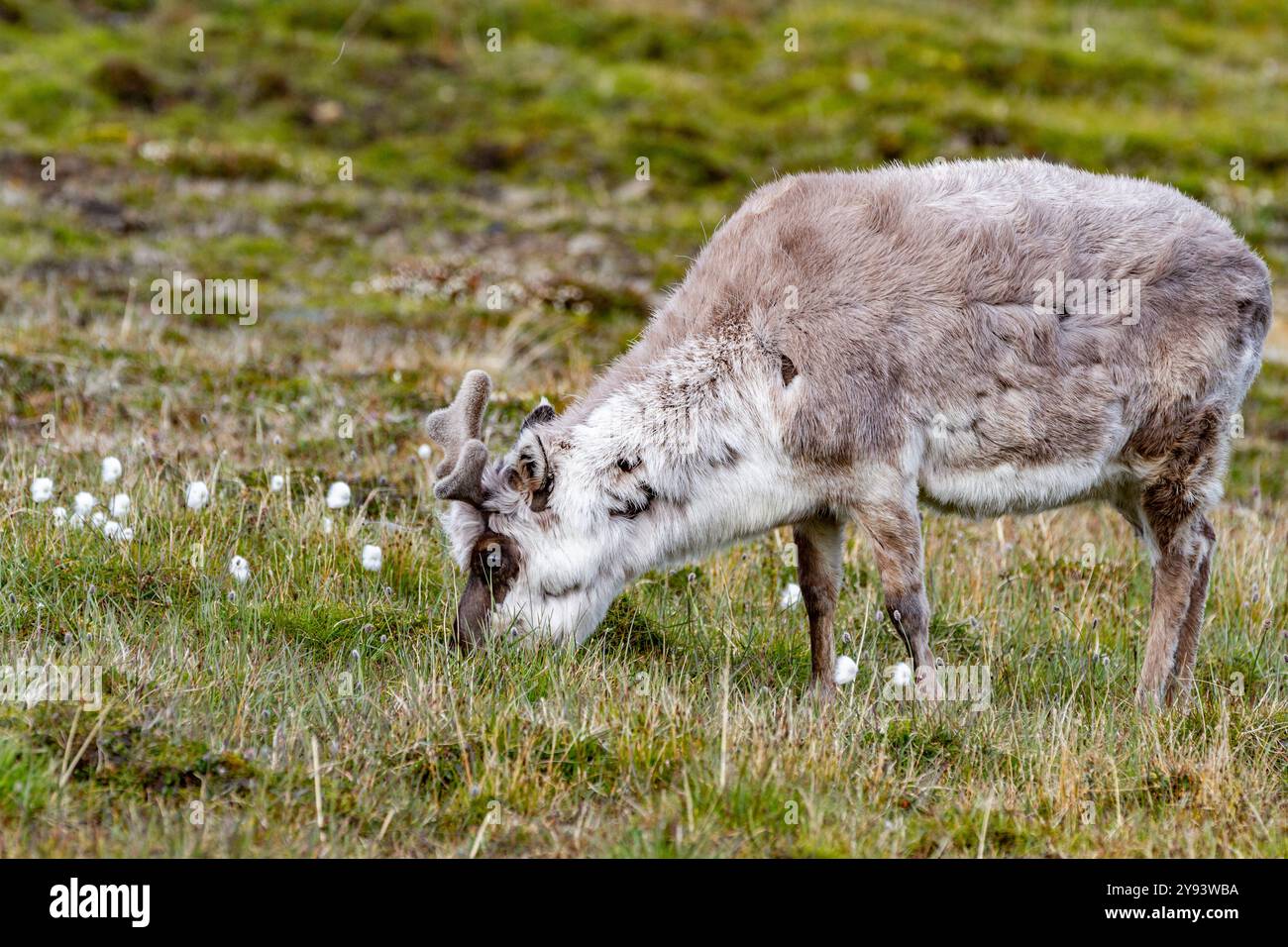 Rennes adultes du Svalbard (Rangifer tarandus platyrhynchus) broutant dans les limites de la ville de Longyearbyen, Spitzberg, Svalbard, Norvège, Arctique Banque D'Images