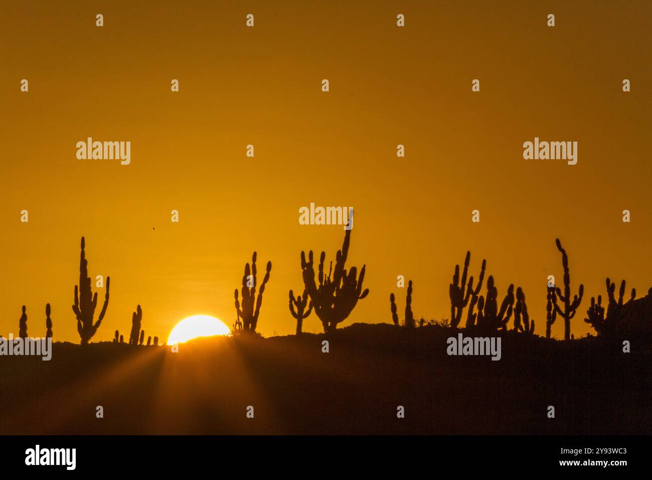 Le cactus candélabre endémique (Jasminocereus thouarsii) poussant dans l'archipel des îles Galapagos, site du patrimoine mondial de l'UNESCO, Équateur Banque D'Images
