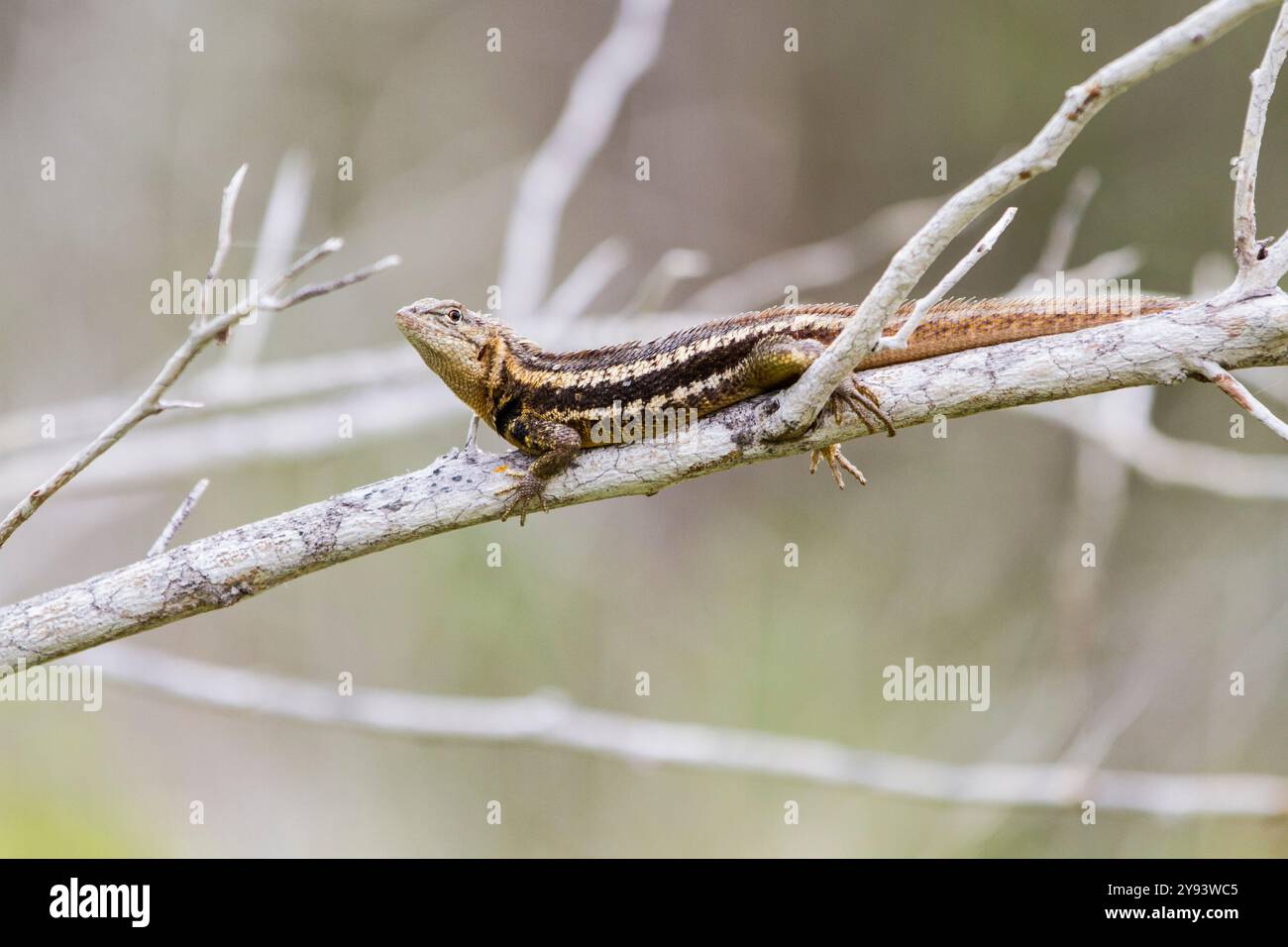 Lézard de lave (Microlophus spp) dans l'archipel des îles Galapagos, site du patrimoine mondial de l'UNESCO, Équateur, Amérique du Sud Banque D'Images