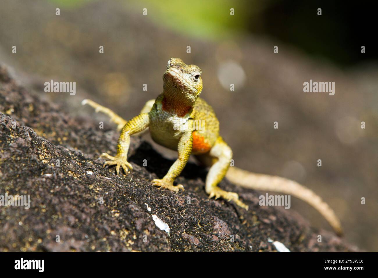 Lézard de lave (Microlophus spp) dans l'archipel des îles Galapagos, site du patrimoine mondial de l'UNESCO, Équateur, Amérique du Sud Banque D'Images