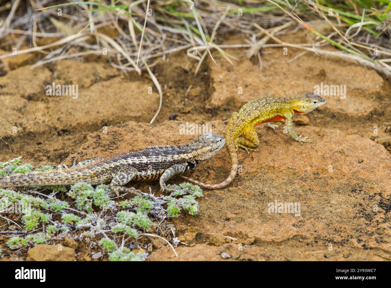 Comportement de cour du lézard de lave (Microlophus spp) dans l'archipel des îles Galapagos, site du patrimoine mondial de l'UNESCO, Équateur, Amérique du Sud Banque D'Images