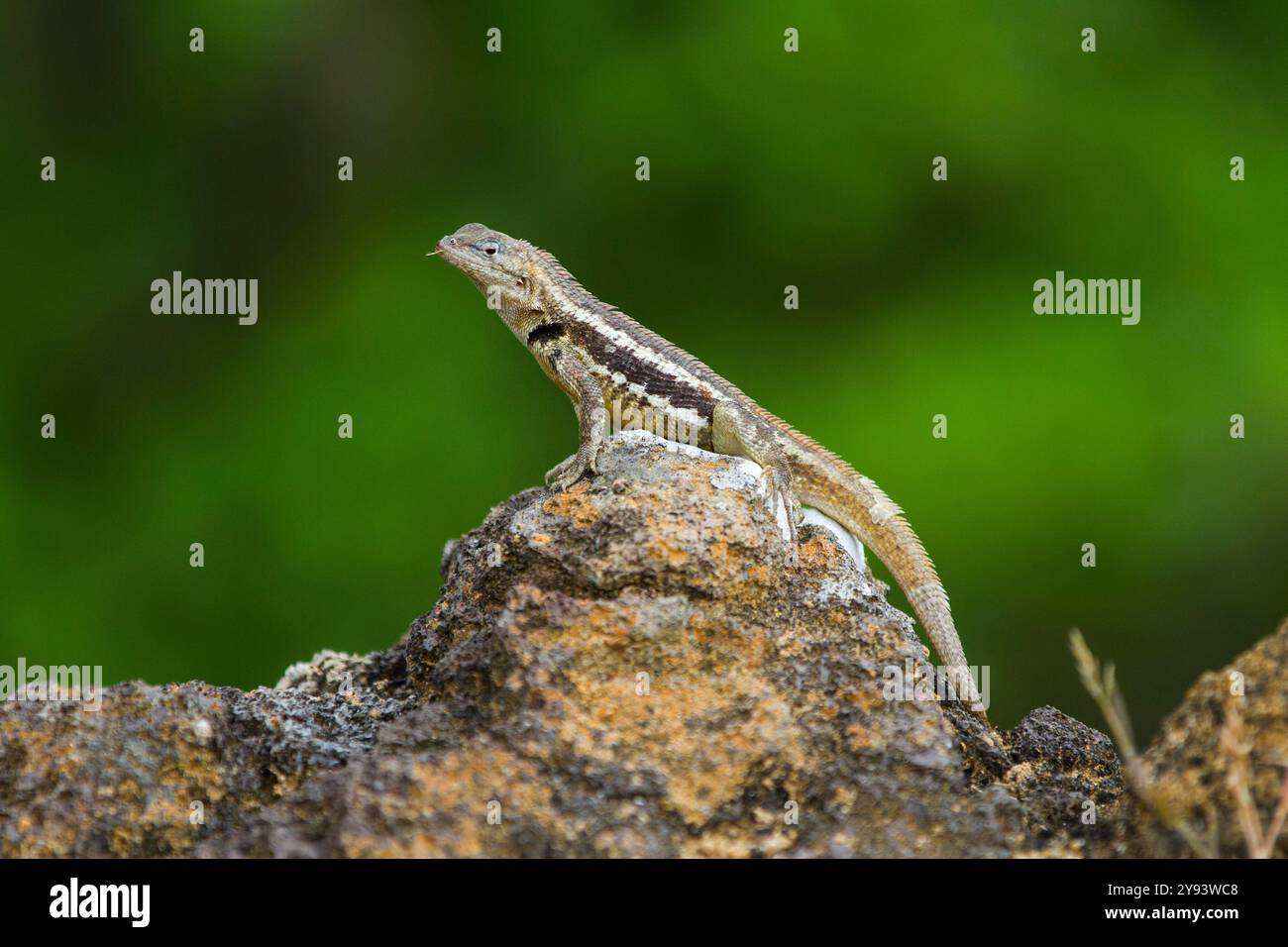Lézard de lave (Microlophus spp) dans l'archipel des îles Galapagos, site du patrimoine mondial de l'UNESCO, Équateur, Amérique du Sud Banque D'Images