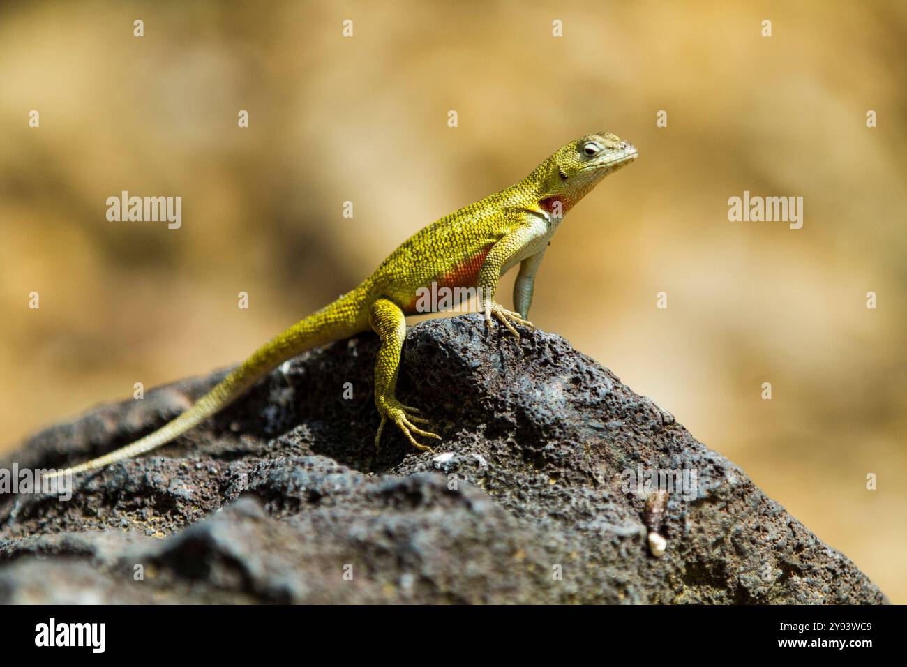 Lézard de lave (Microlophus spp) dans l'archipel des îles Galapagos, site du patrimoine mondial de l'UNESCO, Équateur, Amérique du Sud Banque D'Images