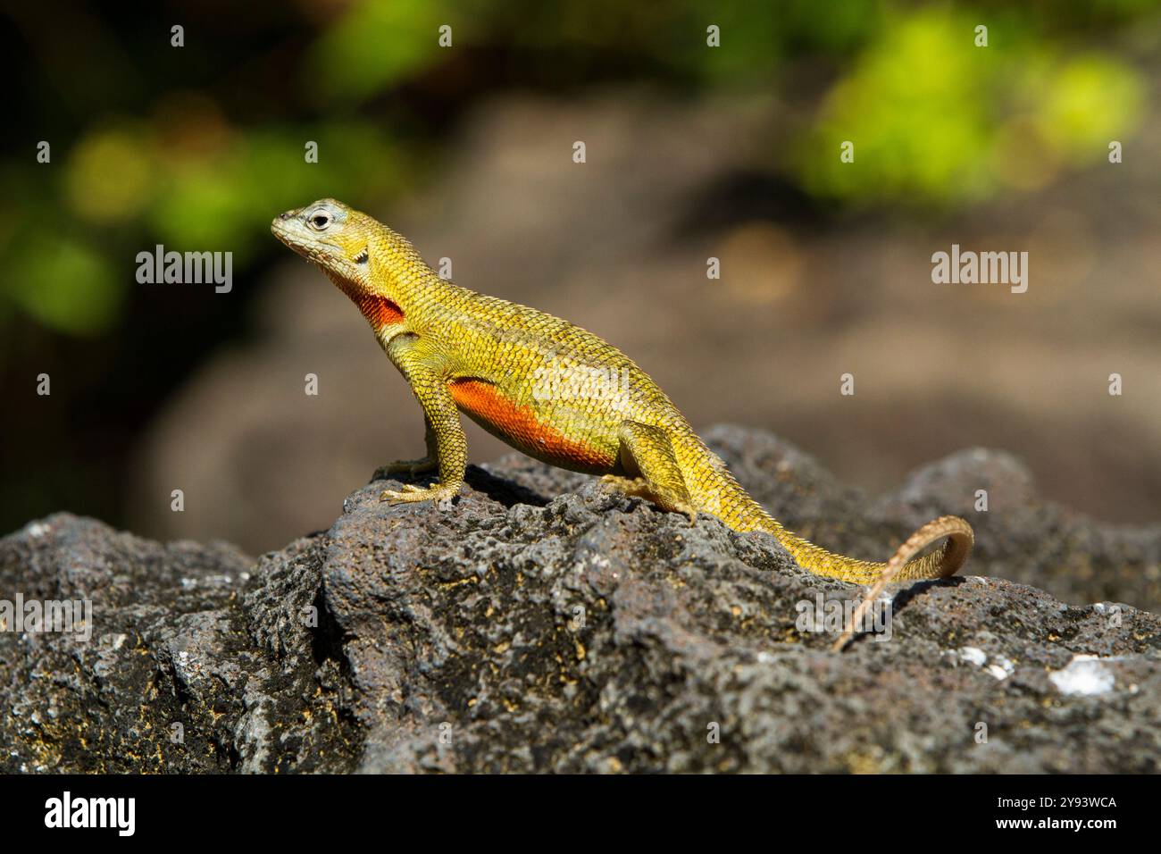 Lézard de lave (Microlophus spp) dans l'archipel des îles Galapagos, site du patrimoine mondial de l'UNESCO, Équateur, Amérique du Sud Banque D'Images