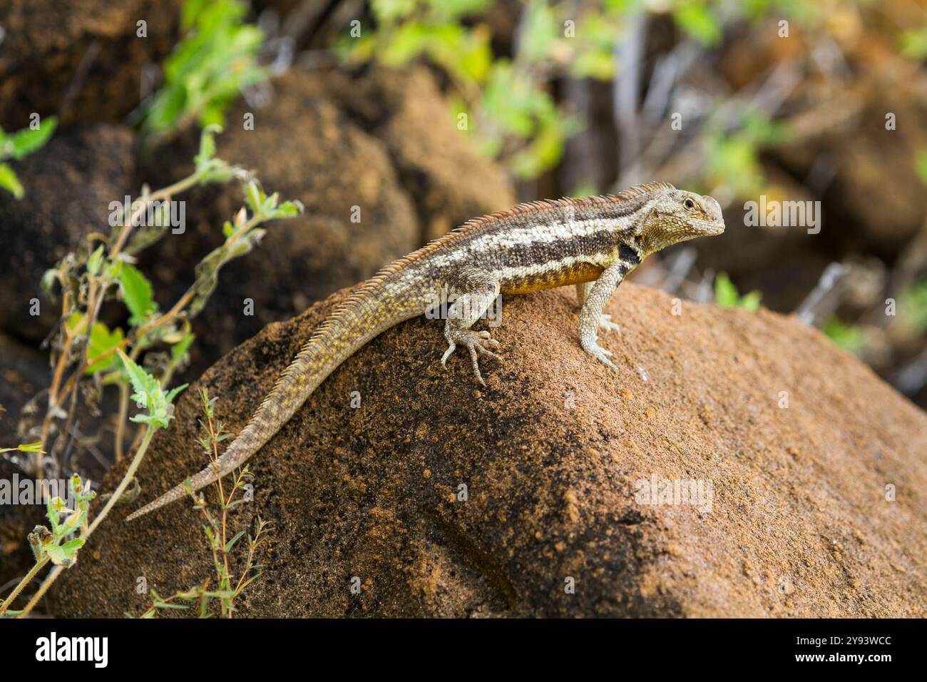Lézard de lave (Microlophus spp) dans l'archipel des îles Galapagos, site du patrimoine mondial de l'UNESCO, Équateur, Amérique du Sud Banque D'Images