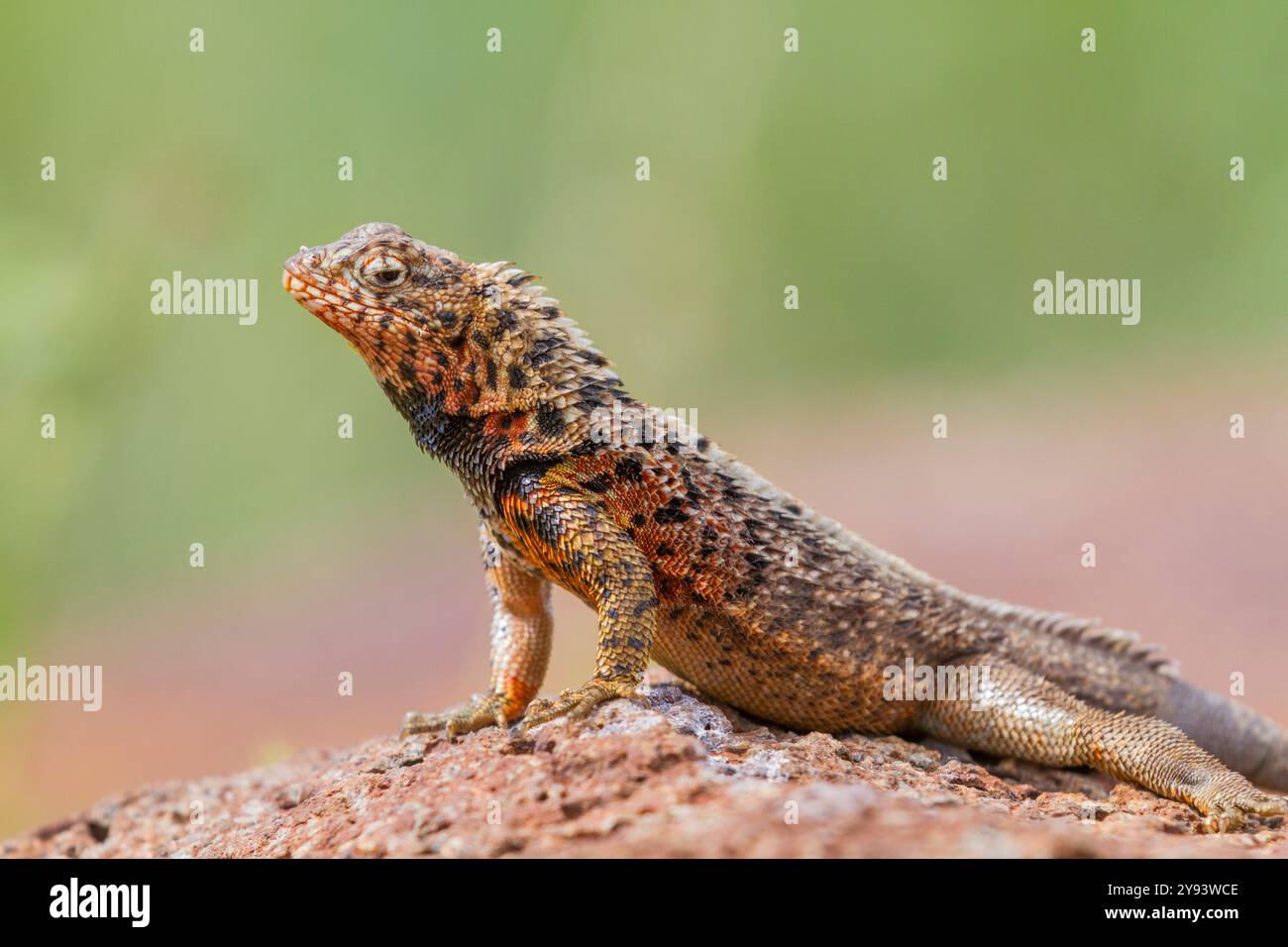 Lézard de lave (Microlophus spp) dans l'archipel des îles Galapagos, site du patrimoine mondial de l'UNESCO, Équateur, Amérique du Sud Banque D'Images