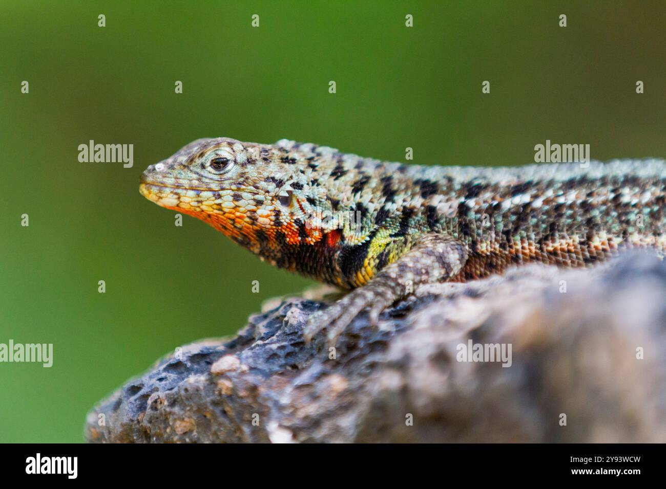 Lézard de lave (Microlophus spp) dans l'archipel des îles Galapagos, site du patrimoine mondial de l'UNESCO, Équateur, Amérique du Sud Banque D'Images