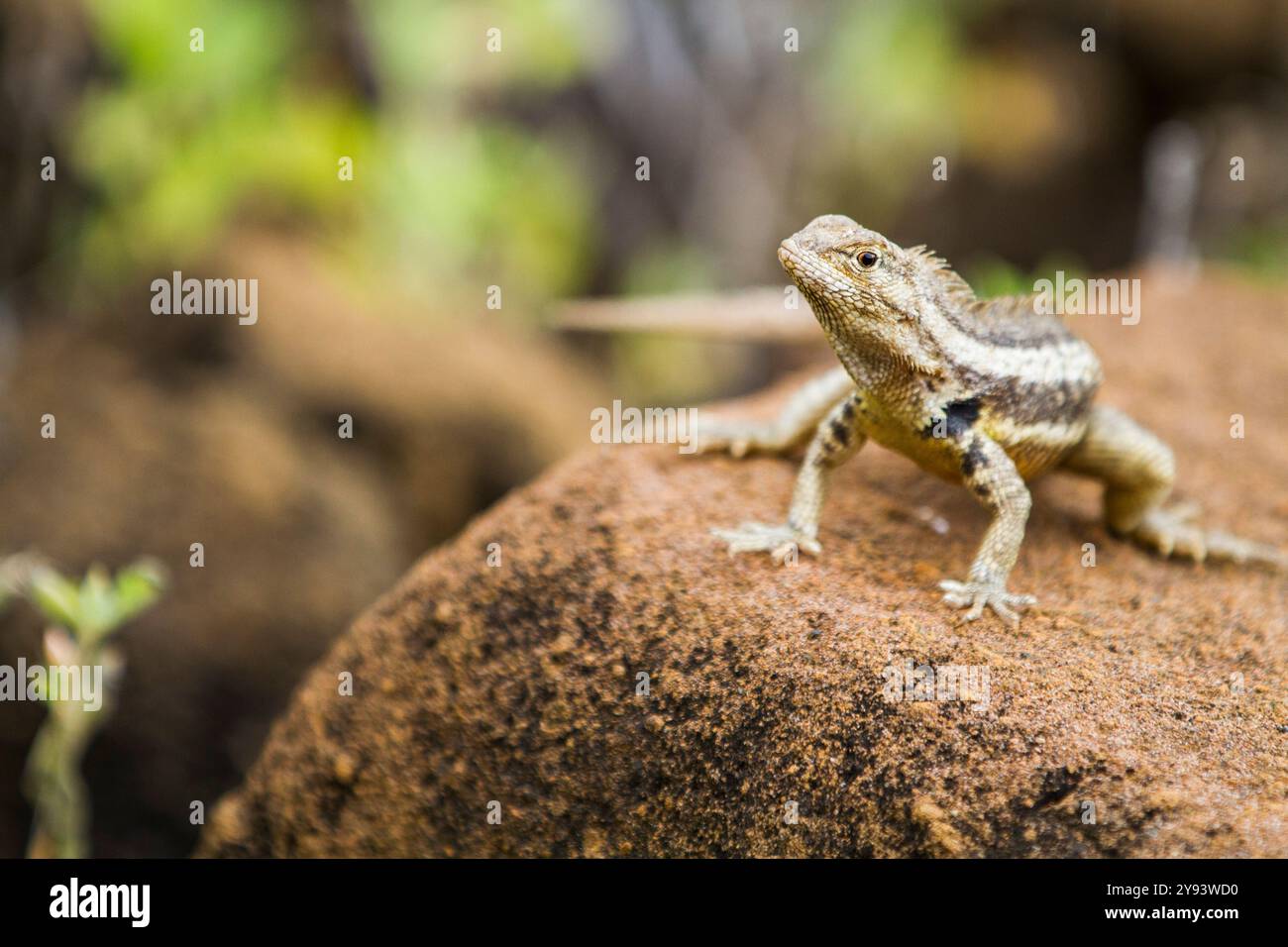 Lézard de lave (Microlophus spp) dans l'archipel des îles Galapagos, site du patrimoine mondial de l'UNESCO, Équateur, Amérique du Sud Banque D'Images