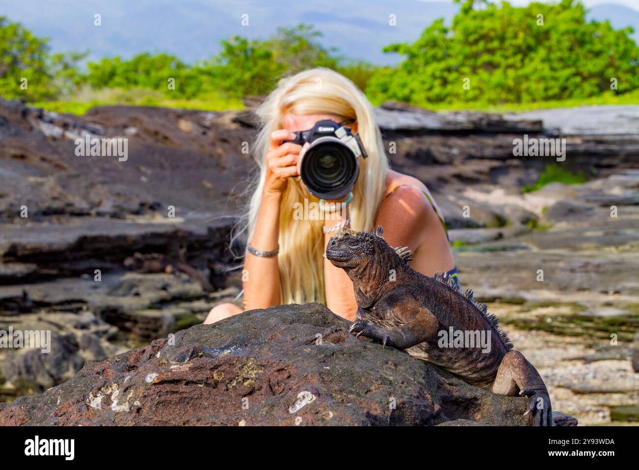 L'iguane marin endémique des Galapagos (Amblyrhynchus cristatus) dans l'archipel des îles Galapagos, site du patrimoine mondial de l'UNESCO, Équateur, Amérique du Sud Banque D'Images