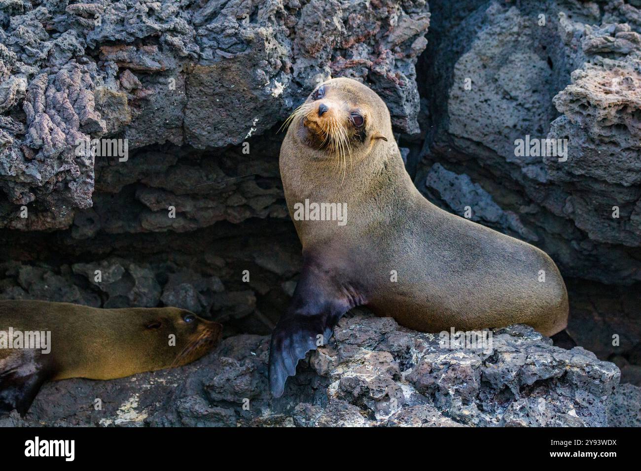 L'otarie à fourrure des Galapagos (Arctocephalus galapagoensis) tirée sur la coulée de lave dans les îles Galapagos, site du patrimoine mondial de l'UNESCO, Équateur, Amérique du Sud Banque D'Images