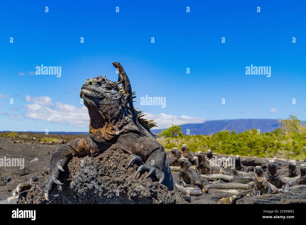 L'iguane marin endémique des Galapagos (Amblyrhynchus cristatus) avec un lézard de lave sur sa tête, site du patrimoine mondial de l'UNESCO, Équateur Banque D'Images