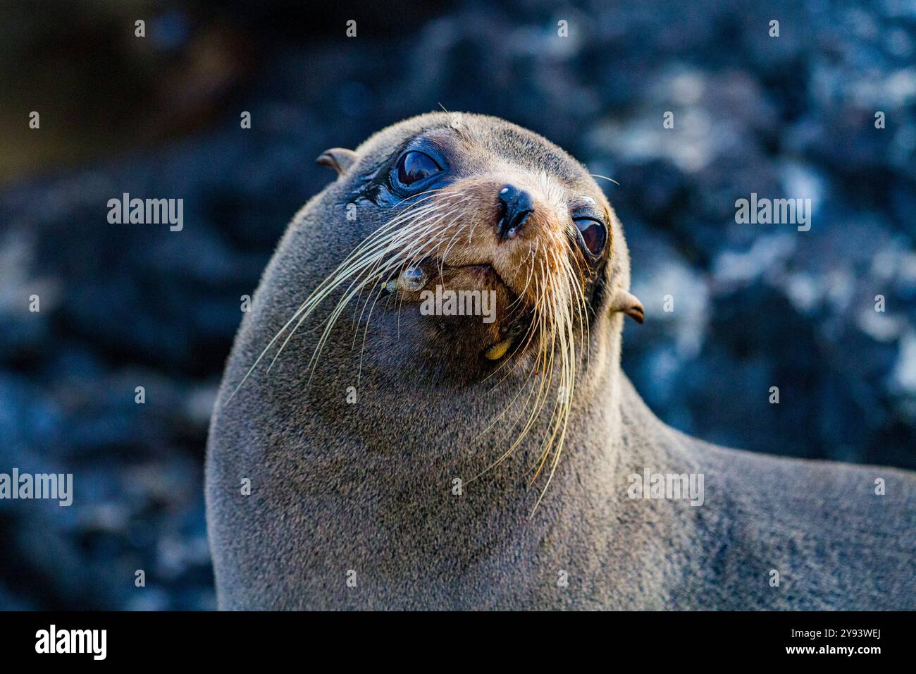 L'otarie à fourrure des Galapagos (Arctocephalus galapagoensis) tirée sur la coulée de lave dans les îles Galapagos, site du patrimoine mondial de l'UNESCO, Équateur, Amérique du Sud Banque D'Images