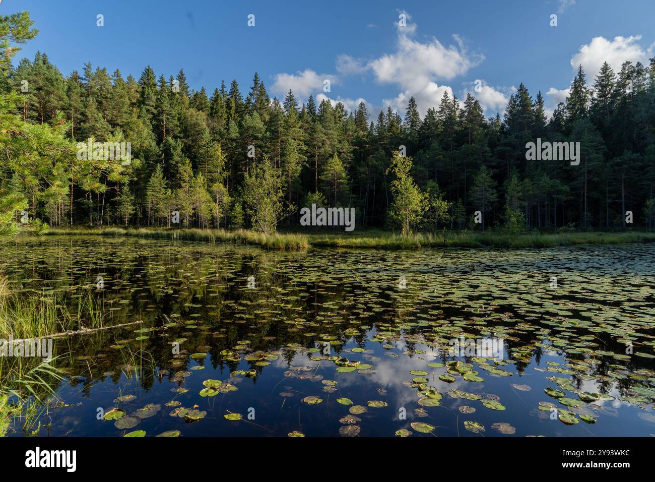 Lacs du parc national de Nuuksio près d'Espoo, Finlande, Europe Banque D'Images
