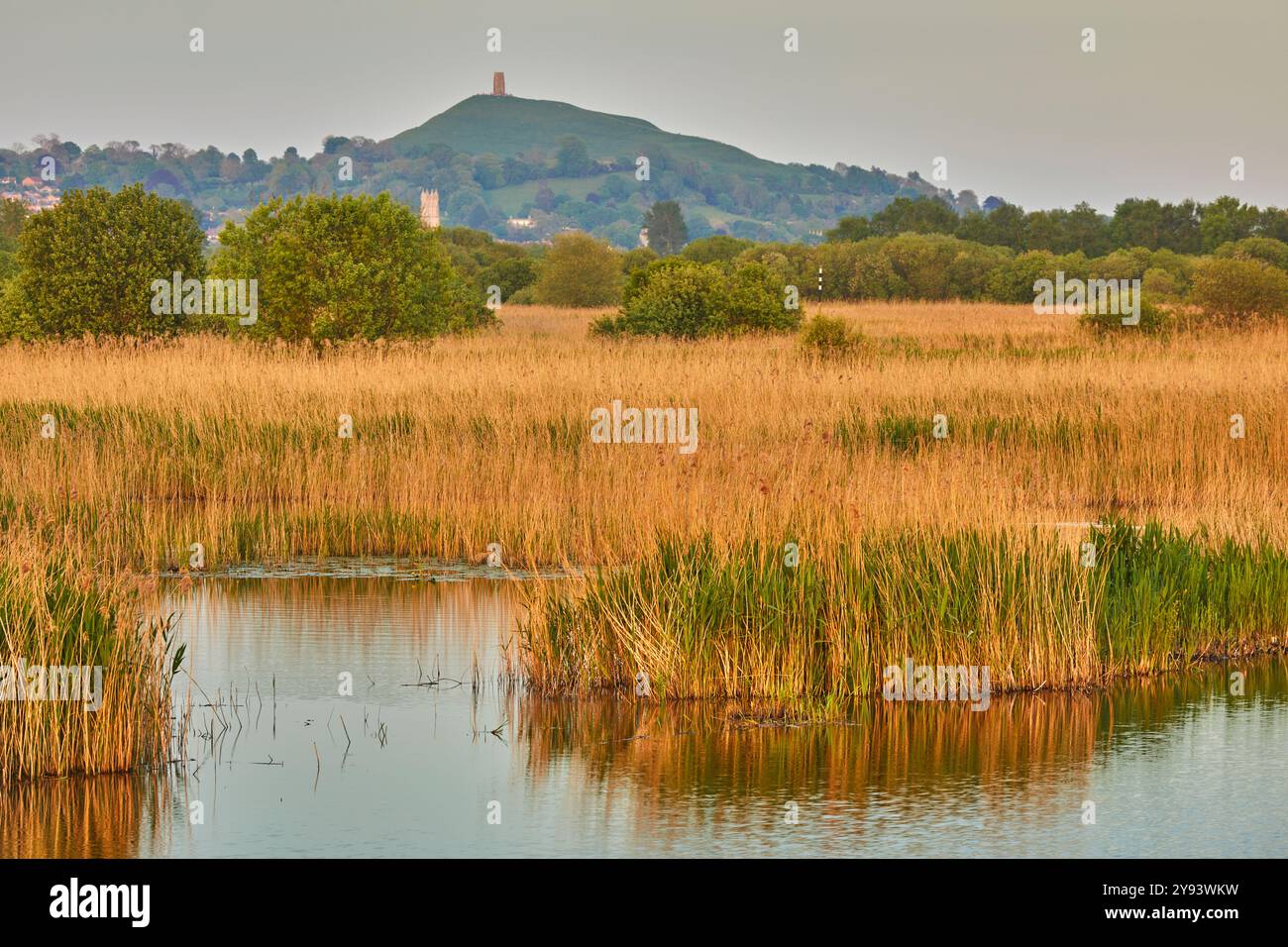 Glastonbury Tor vu à travers les marais de la réserve naturelle nationale de Ham Wall, l'une des réserves naturelles des marais d'Avalon, en Angleterre Banque D'Images