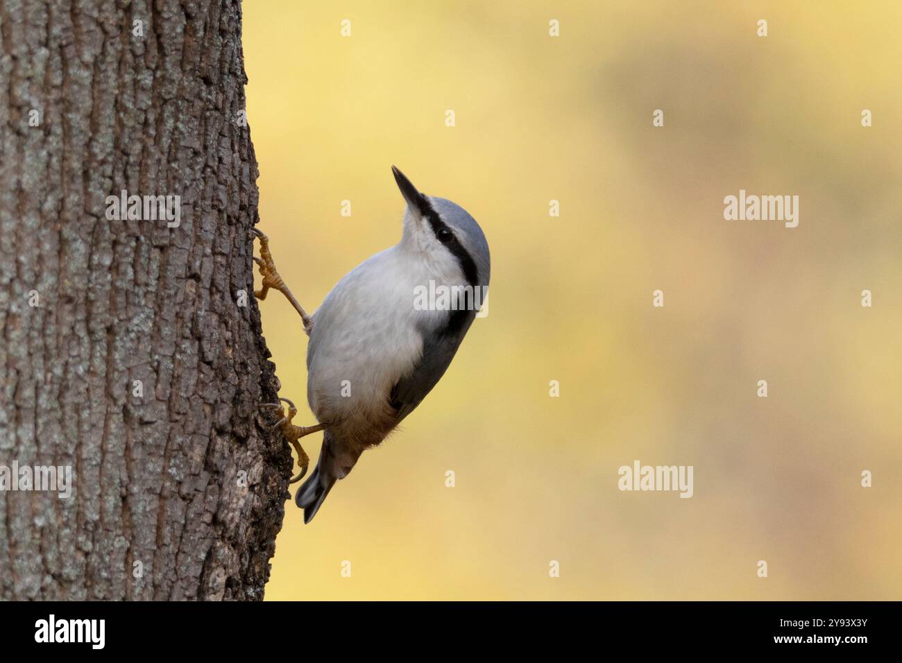 Une écoutille repose sur le tronc d'un arbre sur fond de feuillage d'automne Banque D'Images