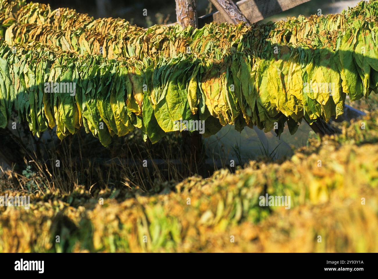 Feuilles de tabac séchées, montagnes Rhodopes, Bulgarie, Europe Banque D'Images