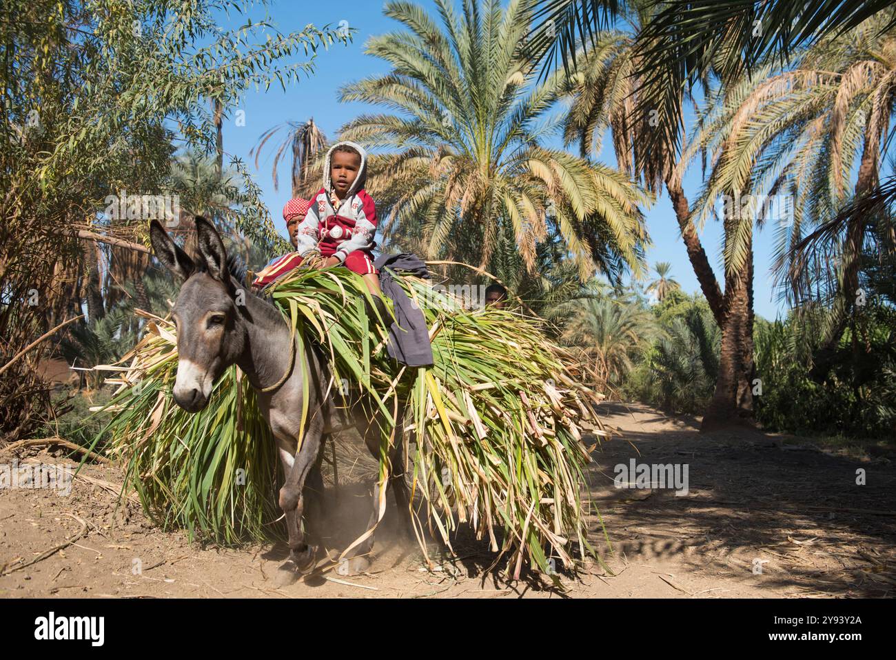 Des enfants perchés sur le fourrage portés sur le dos d'un âne près du village de Ramadi, rive ouest du Nil au sud d'Edfou, Egypte, Afrique du Nord, Afrique Banque D'Images