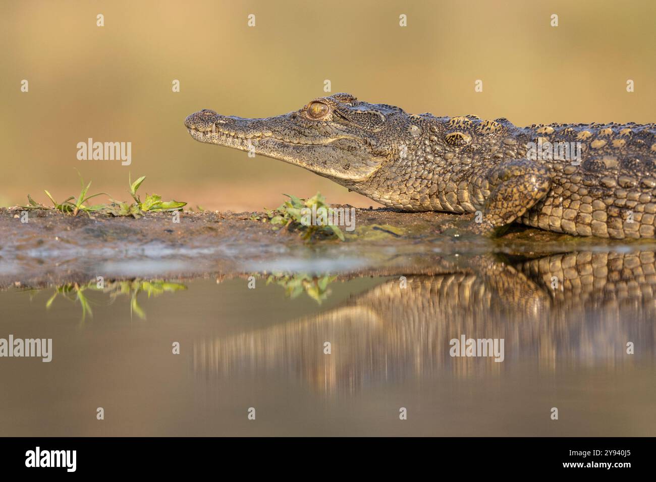 Crocodile du Nil (Crocodylus niloticus), réserve de gibier de ZImanga Afrique du Sud, Afrique Banque D'Images