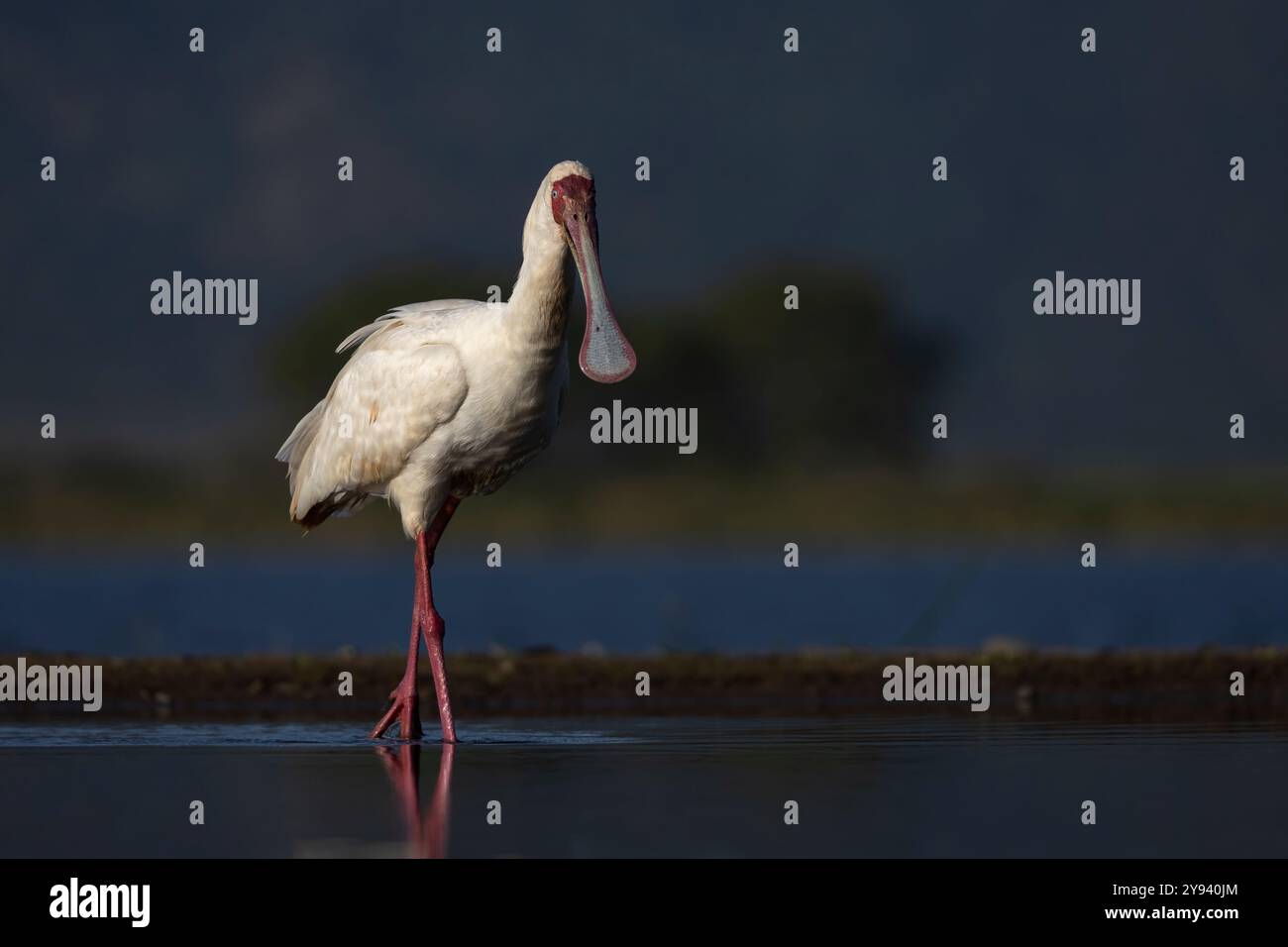 Cuillère africaine (Platalea alba), réserve de gibier Zimanga, Afrique du Sud, Afrique Banque D'Images