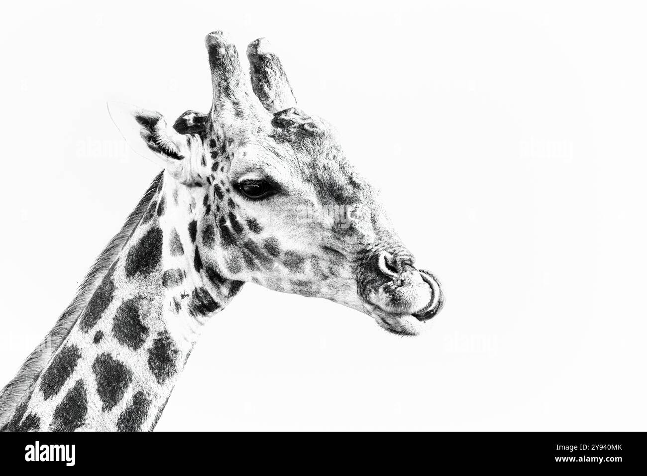 Girafe (Giraffa camelopardalis), Chobe National Park, Botswana, Africa Banque D'Images