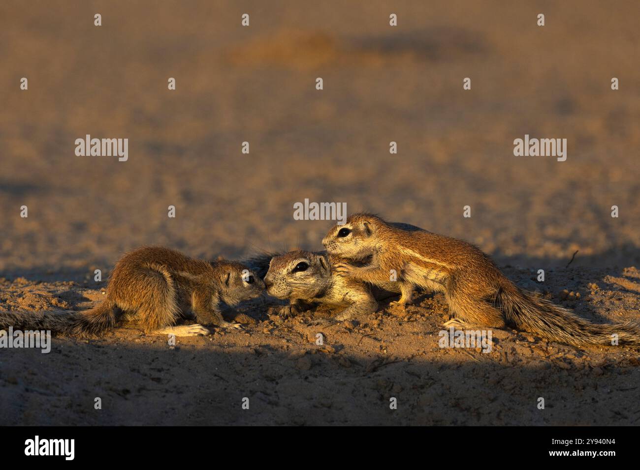 Écureuils terrestres (Geosciurus inauris), Kgalagadi Transfrontier Park, Northern Cape, Afrique du Sud, Afrique Banque D'Images