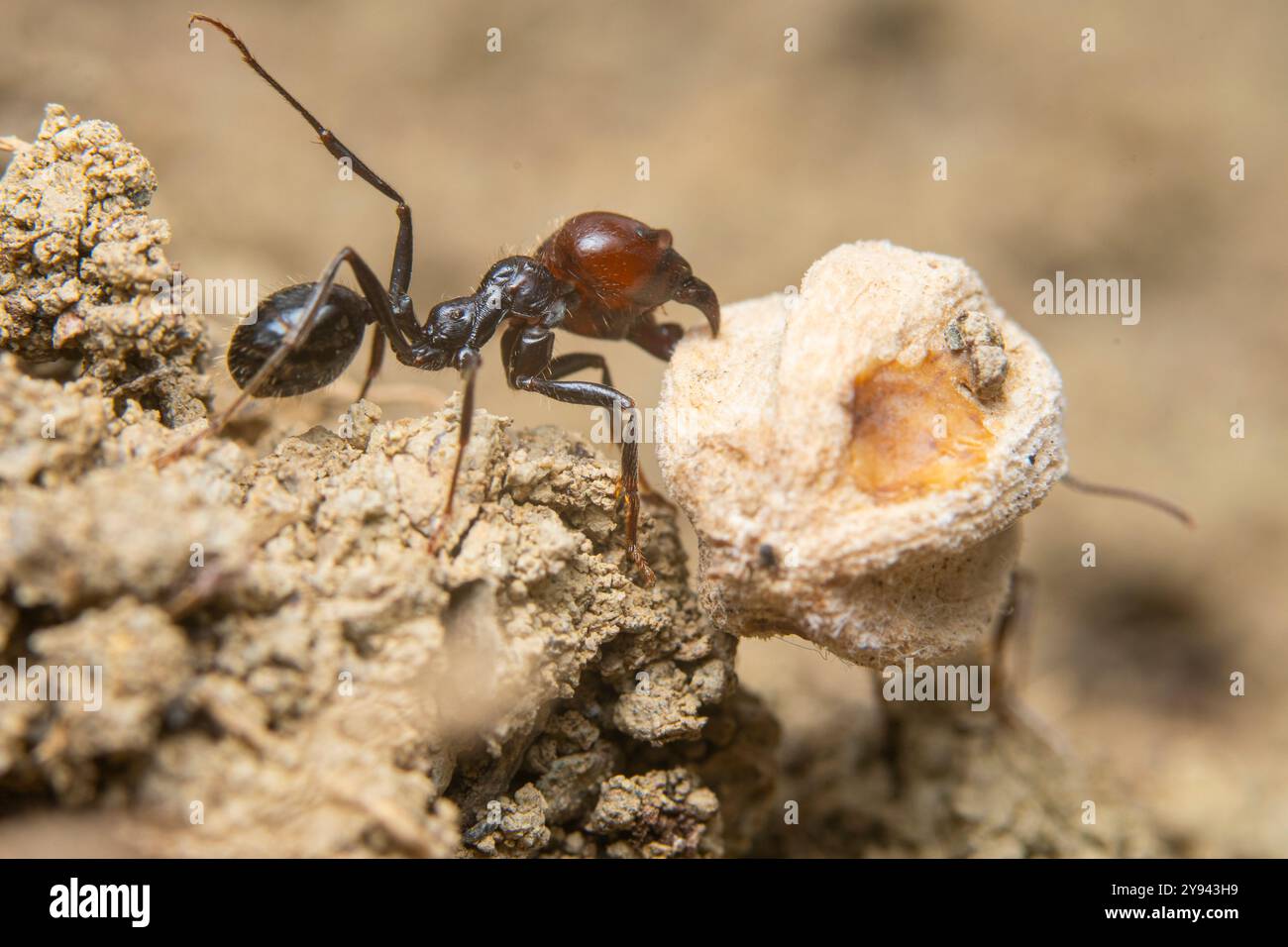 Gros plan d'une fourmi interagissant avec une petite structure, montrant le comportement et les détails complexes d'un insecte. Banque D'Images