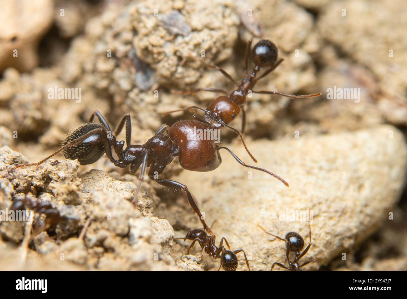 La macro photographie met en valeur un groupe de fourmis qui naviguent et travaillent en collaboration sur un terrain accidenté, mettant en évidence des détails complexes. Banque D'Images