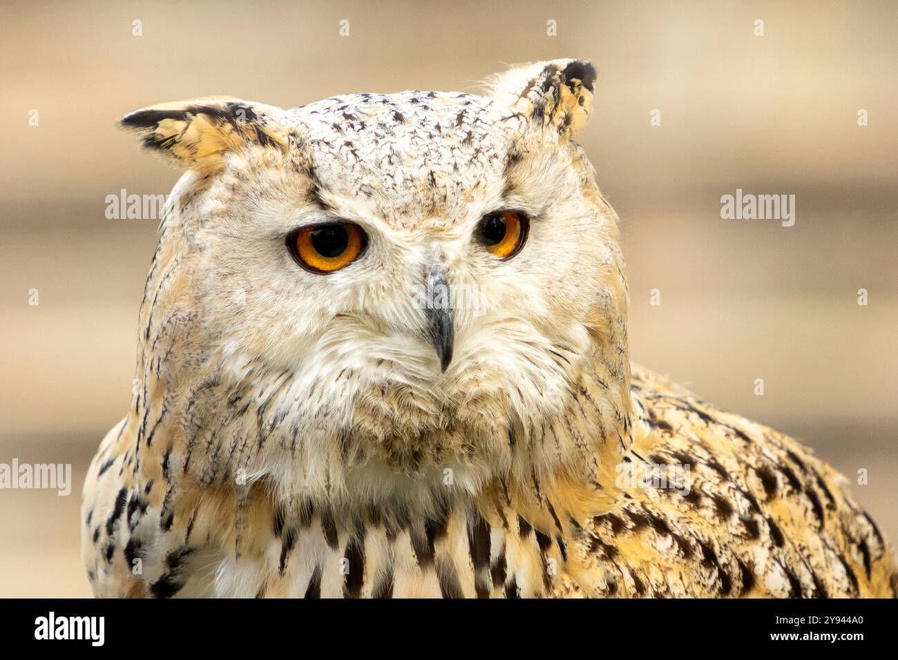 Gros plan détaillé d'un aigle-hibou, présentant ses yeux orange intenses et ses plumes tachetées sur un fond flou Banque D'Images