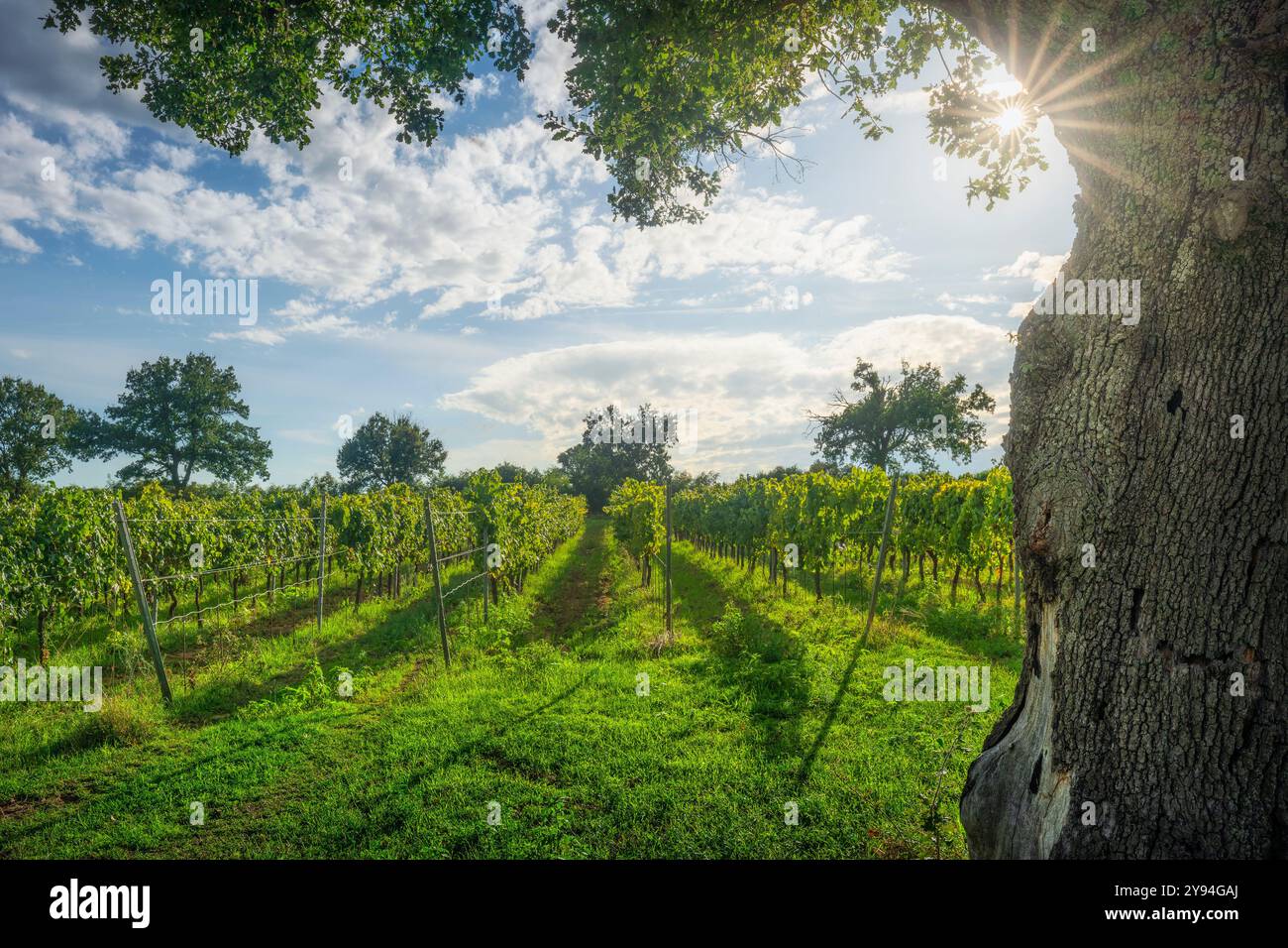 Vignobles Morellino di Scansano et un arbre en automne. Maremme, Province de Grosseto, région Toscane, Italie Banque D'Images